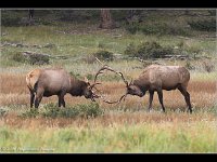bull elk sparing